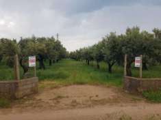 Foto Agricolo in Localit  Bosco Amatello