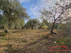 Foto Aretina- Terreno agricolo - Uliveto fronte strada