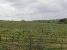 Foto Azienda agricola in Vendita, 1 Locale, 450 mq (MAGLIANO IN TOSCA