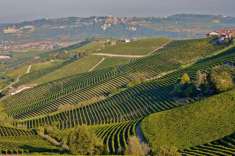 Foto Barbera e Altro - Solo Vigna