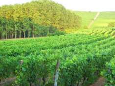 Foto Castelnuovo Belbo vendesi terreno a vigna