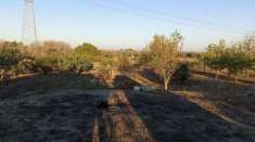 Foto FinImmobil , vende ad  Euro 2.500 uliveto cont. Falco Lezzi Cellino S. M.