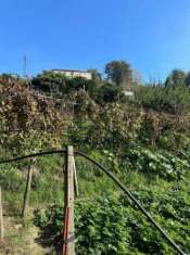 Foto Monte S.Angelo - Palazzina con ampio terreno a vigneto e bosco