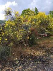 Foto Rif30721485-66 - Terreno Agricolo in Vendita a Mascali di 7186 mq