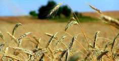 Foto Terreno Agricolo in Vendita, 1 Locale, 30000 mq, Pesaro