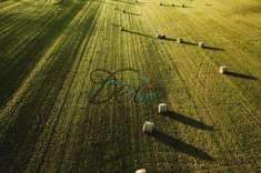 Foto Terreno Agricolo in Vendita, 1 Locale, 6000 mq, Capannori (Lunat