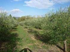 Foto Terreno agricolo in Vendita, 10000 mq (CASTELNUOVO MAGRA)