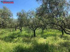 Foto Terreno agricolo in Vendita, 10000 mq (CELLOLE)