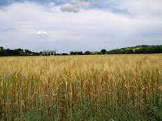 Foto Terreno agricolo in Vendita, 120000 mq (SALEMI)