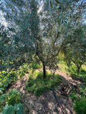 Foto Terreno agricolo in Vendita, 1500 mq (ACI CATENA)