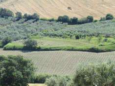 Foto Terreno Agricolo in Vendita, 16500 mq, Guglionesi