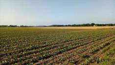 Foto Terreno agricolo in Vendita, 17000 mq (ALTAMURA)