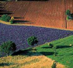 Foto Terreno agricolo in Vendita, 18000 mq (MONTIERI GERFALCO)