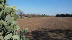 Foto Terreno agricolo in Vendita, 1820 mq (FOGGIA PERIFERIA POPOLARI)