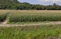 Foto Terreno agricolo in Vendita, 25000 mq (ARCOLE)