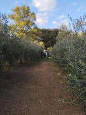 Foto Terreno agricolo in Vendita, 2580 mq (LIVORNO LIMONCINO)