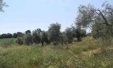 Foto Terreno agricolo in Vendita, 35000 mq (CASTELLINA MARITTIMA)