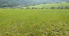 Foto Terreno agricolo in Vendita, 420000 mq (POMARANCE)