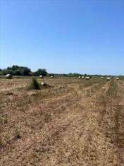 Foto Terreno agricolo in Vendita, 44020 mq (CASTAGNETO CARDUCCI DONOR