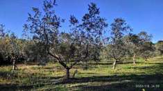 Foto Terreno agricolo in Vendita, 5500 mq (BARI SARDO)