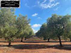 Foto Terreno agricolo in Vendita, 6000 mq (OSTUNI)