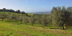 Foto Terreno agricolo in Vendita, 7000 mq (CASTELLINA MARITTIMA)