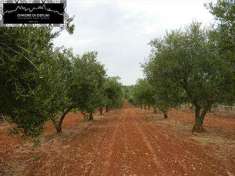 Foto Terreno agricolo in Vendita, 7600 mq (OSTUNI)