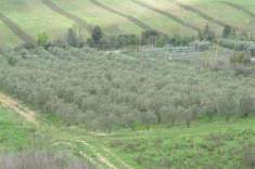 Foto Terreno agricolo in Vendita, 80000 mq (ROCCASTRADA RIBOLLA)