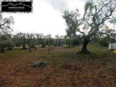 Foto Terreno agricolo in Vendita, 8500 mq (OSTUNI)