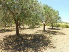 Foto Terreno agricolo in Vendita, 8619 mq (CRISPIANO)