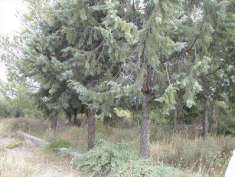 Foto Terreno agricolo in Vendita, 8620 mq (CRISPIANO)