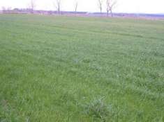 Foto Terreno agricolo in vendita a Bolgheri - Castagneto Carducci 10000 mq  Rif: 776770