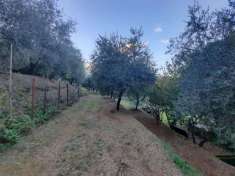 Foto Terreno agricolo in Vendita a Capannori Via Romana,