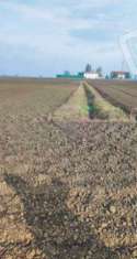 Foto Terreno agricolo in Vendita a Castelnovo Bariano