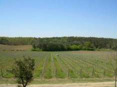 Foto Terreno agricolo in vendita a Castiglione del Lago 180000 mq  Rif: 841173