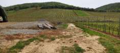 Foto Terreno agricolo in vendita a Magliano in Toscana 188000 mq  Rif: 1254210