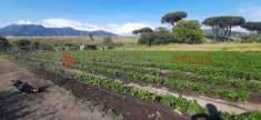 Foto Terreno agricolo in vendita a Nocera Inferiore