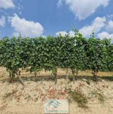 Foto Terreno agricolo in vendita a Novello