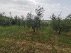 Foto Terreno agricolo in vendita a San Pietro In Belvedere - Capannoli 3500 mq  Rif: 1056175