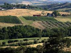 Foto Terreno agricolo in vendita a Scansano 180000 mq  Rif: 1256063