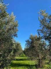 Foto Terreno agricolo in vendita a Venturina - Campiglia Marittima 30000 mq  Rif: 1231340