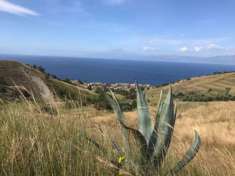 Foto Terreno agricolo in Vendita in zona PELLARO con giardino