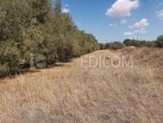 Foto Terreno di 4103 mq  in vendita a Mazara del Vallo - Rif. 4414355