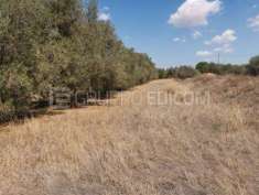 Foto Terreno di 4103 mq  in vendita a Mazara del Vallo - Rif. 4425019