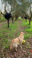 Foto Vendo terreno con olivi grandi e piante da frutto