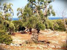 Foto Villa in Vendita a Carovigno CAMPAGNE